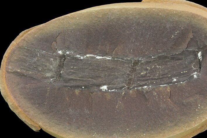Fossil Horsetail (Calamites) In Ironstone, Pos/Neg - Illinois #120995